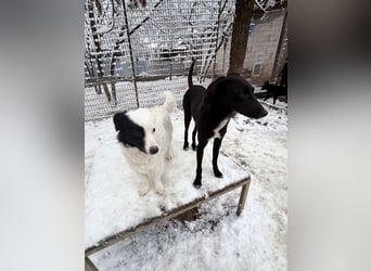 PUPIN kleines absolut einzigartiges Energiebündel