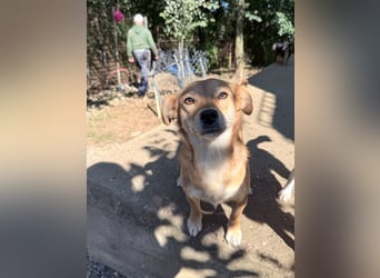 SENA sanft, sozial, sucht neugierig nach Ihren Herzensmenschen