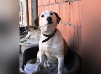 BEPI - Wer löst sein Ticket ins Glück und schenkt ihm ein liebevolles, ruhiges Zuhause