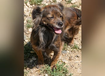 Kuckuck, wer schenkt Traumhündin EMILIJA ein liebevolles Zuhause?