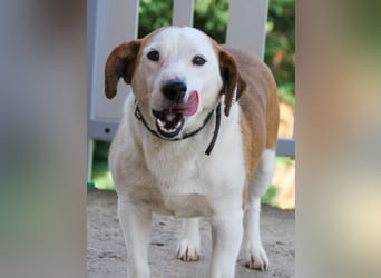 BEPI - Wer löst sein Ticket ins Glück und schenkt ihm ein liebevolles, ruhiges Zuhause