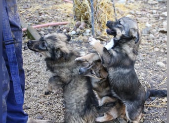 Entzückendes Hundemädel CASSI sucht liebevolles Zuhause