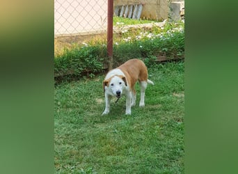 Ruhiger BEPI sucht sein Glück