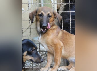 Schlaue ALMA sucht ein für immer Zuhause