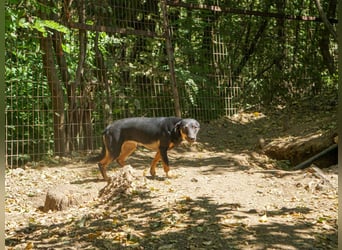 Schmusemaus SMILLA will endlich mit ihren eigenen Menschen kuscheln