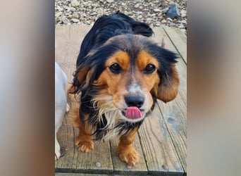 Bezaubernder zuckersüßer BOBISHA sucht sein Für-Immer-Zuhause