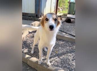 Kuschelmaus ANNEMARIE sucht ein Zuhause