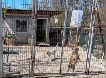 SENA, super soziale, sanfte und kuschelbedürftige Fellnase