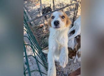 Kuschelmaus ANNEMARIE sucht ein Zuhause