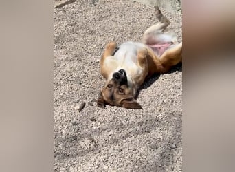 Herzensmensch gesucht - liebe MILLIE hofft auf den Hauptgewinn "FÜR-IMMER-ZUHAUSE"