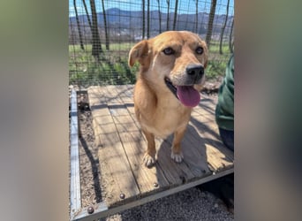 Kuschelfee SENA sucht Kuschelmenschen zum lieb haben