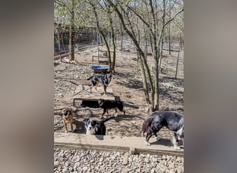 Schlaue Anika sucht ihr Für-Immer-Zuhause