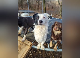 PUPIN kleines absolut einzigartiges Energiebündel