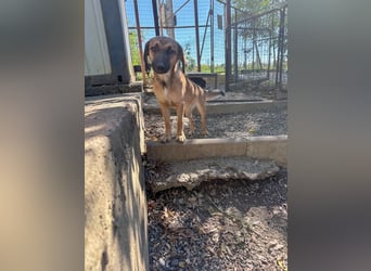 Schlaue ALMA sucht ein für immer Zuhause