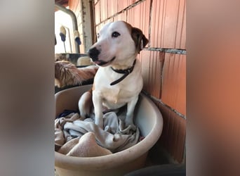 BEPI - Wer löst sein Ticket ins Glück und schenkt ihm ein liebevolles, ruhiges Zuhause