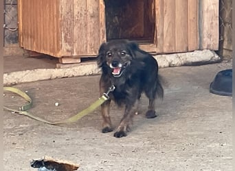 Hoppla - liebenswerte EMILIJA sucht ein liebevolles Zuhause