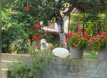 BEPI - Wer löst sein Ticket ins Glück und schenkt ihm ein liebevolles, ruhiges Zuhause