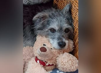 Verspielter Hunde-Opi BUDDY kann in 29413 Dähre kennengelernt werden
