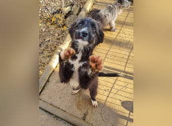 Kleine KALINA sucht ihr Kuschelkörbchen in Deutschland