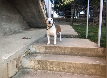 BEPI - Wer löst sein Ticket ins Glück und schenkt ihm ein liebevolles, ruhiges Zuhause