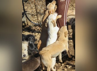 SKIPPER möchte bei seiner eigenen Familie erwachsen werden !