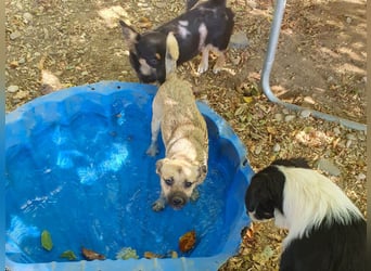 Fröhlicher SMOKY sucht Menschen zum Spielen und Toben!
