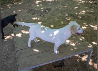 Aufgeweckter SKIPPER sucht aktive Menschen zum Spielen und Toben