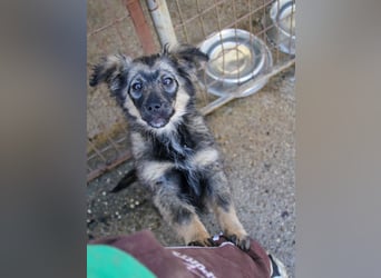 Entzückendes Hundemädel CASSI sucht liebevolles Zuhause