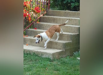 Ruhiger BEPI sucht sein Glück