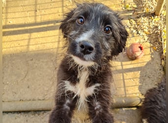 Kleine KALINA sucht ihr Kuschelkörbchen in Deutschland