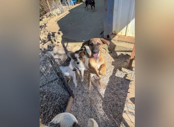 Schlaue ALMA sucht ein für immer Zuhause