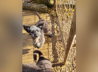 Wuschelkopf KEANU sucht Familie zum Spielen und Toben