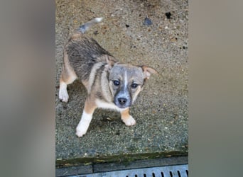 Zuckersüßes Hundemädel CAROLINA ist verspielt und verschmust