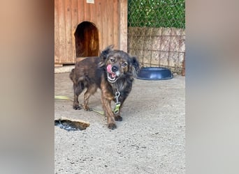 Hoppla - liebenswerte EMILIJA sucht ein liebevolles Zuhause
