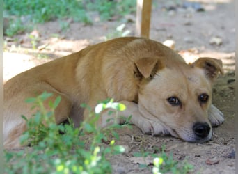 Kleine INESSA sucht das große Abenteuer außerhalb des Tierheims