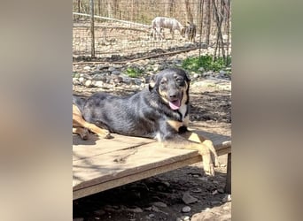 Neugierige ANIKA– ein Traum auf vier Pfoten