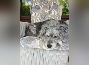 Verspielter Hunde-Opi BUDDY kann in 29413 Dähre kennengelernt werden