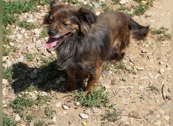 Hoppla - liebenswerte EMILIJA sucht ein liebevolles Zuhause