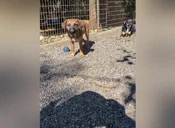 Schlaue ALMA sucht ein für immer Zuhause