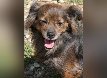 Kuckuck, wer schenkt Traumhündin EMILIJA ein liebevolles Zuhause?