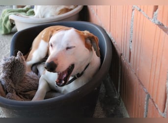 BEPI - Wer löst sein Ticket ins Glück und schenkt ihm ein liebevolles, ruhiges Zuhause