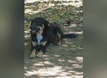 Schlaue Anika sucht ihr Für-Immer-Zuhause