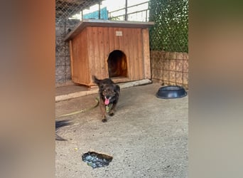 Hoppla - liebenswerte EMILIJA sucht ein liebevolles Zuhause