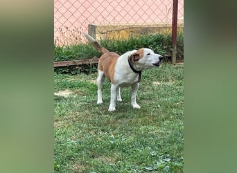 BEPI - Wer löst sein Ticket ins Glück und schenkt ihm ein liebevolles, ruhiges Zuhause