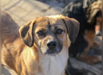 Schleckermaul MILLIE sucht nach ihren eigenen Leckerlispendern