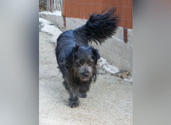 RAMONA wünscht sich ein sicheres Zuhause, indem sie endlich ankommen kann