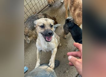 Fröhlicher SMOKY sucht Menschen zum Spielen und Toben!