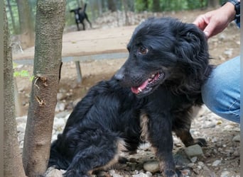 Sonnenschein RALF hofft auf sein Familienglück