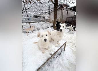 PUPIN kleines absolut einzigartiges Energiebündel