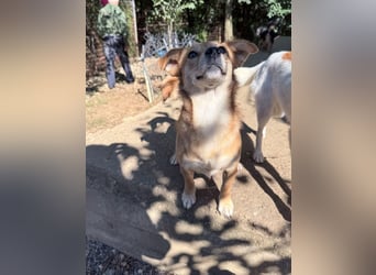 SENA sanft, sozial, sucht neugierig nach Ihren Herzensmenschen